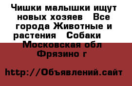   Чишки-малышки ищут новых хозяев - Все города Животные и растения » Собаки   . Московская обл.,Фрязино г.